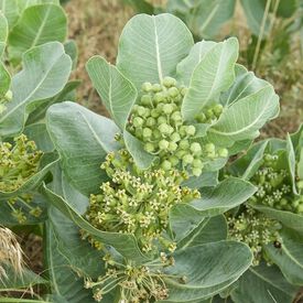 Western Sand Milkweed, Asclepias